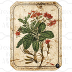Vintage Vegetable Labels