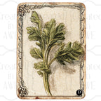 Vintage Vegetable Labels